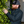 Load image into Gallery viewer, GREEN GOLD x VOLK - SRAJCA